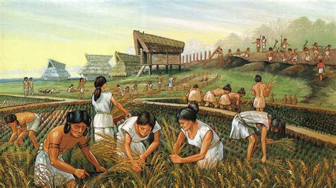 the yayoi people farmed what crop